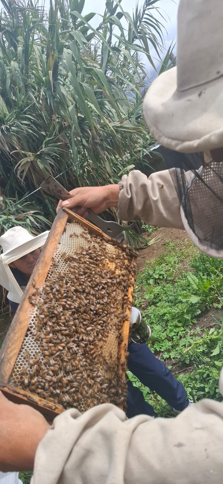 Abejas madurando el panal